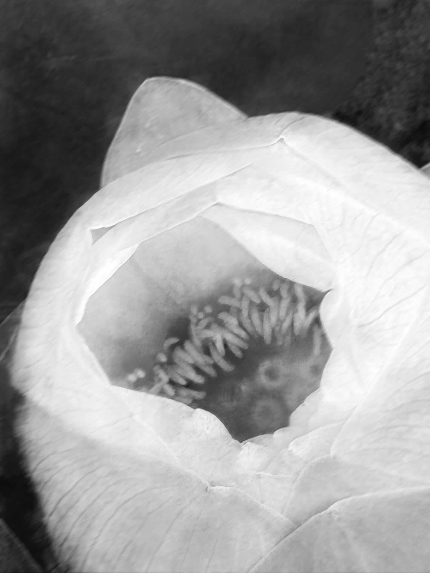 El Perfume de Revoluta, fotografía híbrida de Alil (Alicia Cañete), 2026