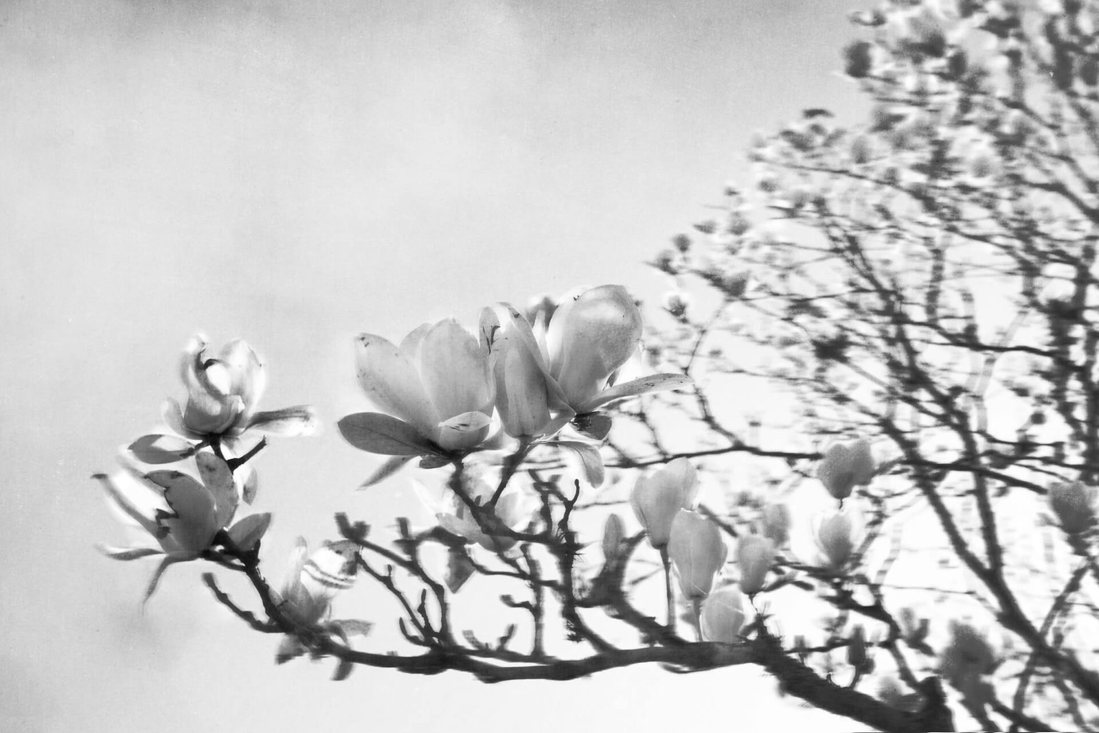 Naturalmente Revoluta, fotografía híbrida de Alil (Alicia Cañete), 2026
