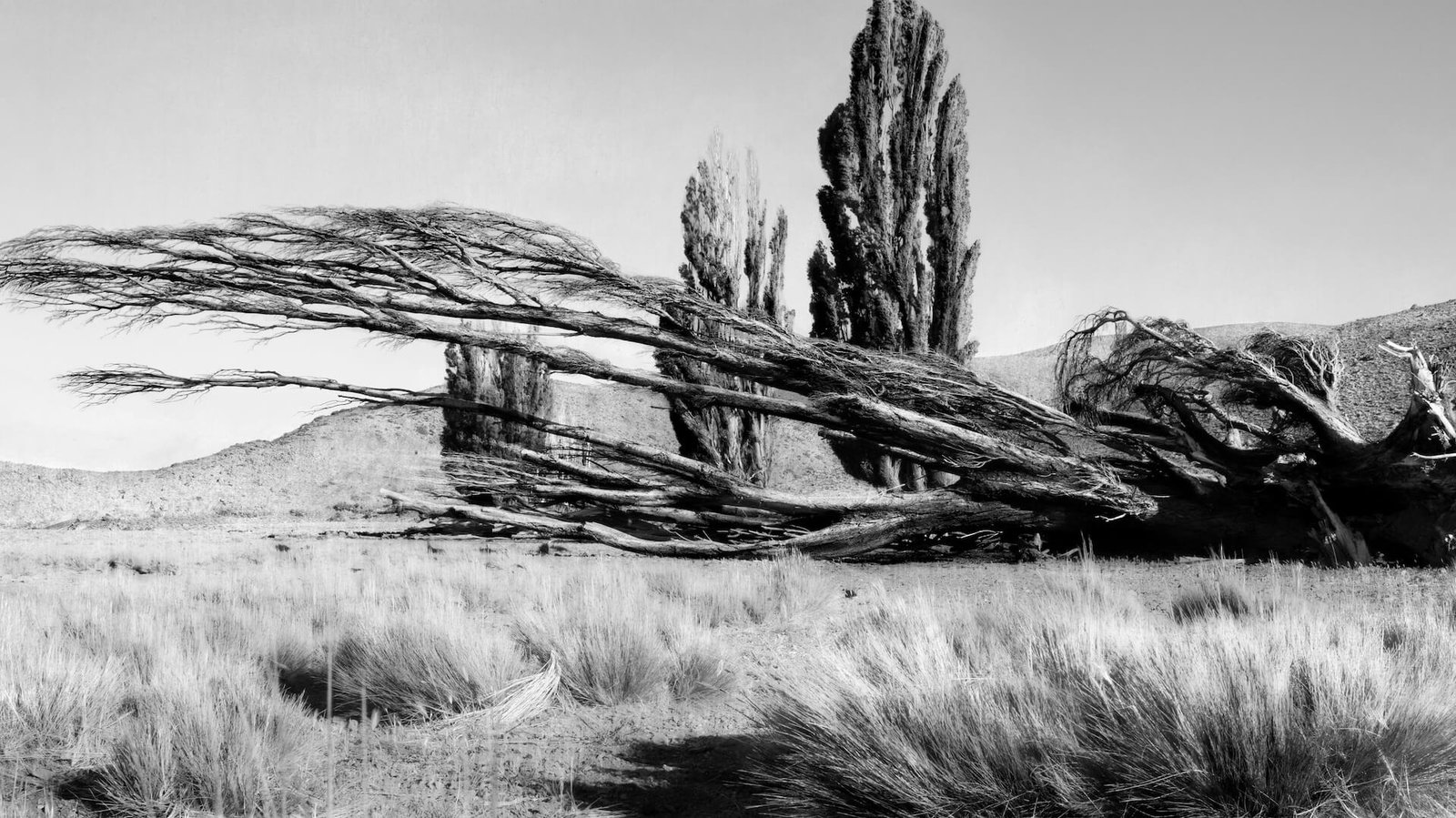 Según el Viento, fotografía híbrida de Alil (Alicia Cañete), 2026