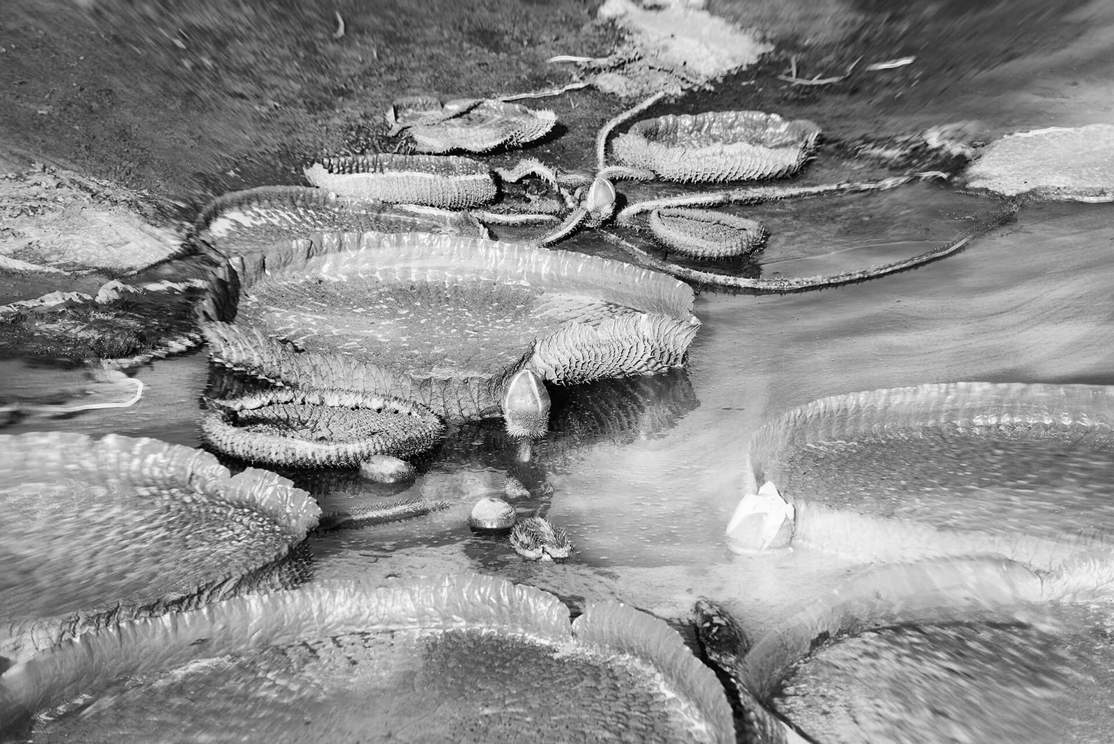 Según la Calma II, fotografía híbrida de Alil (Alicia Cañete), 2025